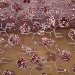EMB ROSE PINK SEQUIN OF DUSKY PINK TULLE
