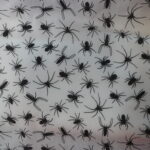 BLACK SPIDERS ON WHITE BACKGROUND